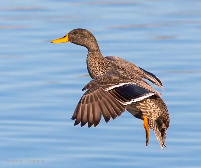 Yellow-Billed Duck: Canon EOS 6D  / Woodbridge Island Milnerton Cape Town