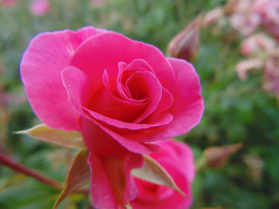 close up image of a rose flower