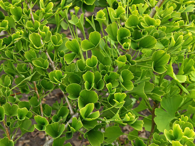 Ginkgo biloba "Tubifolia"