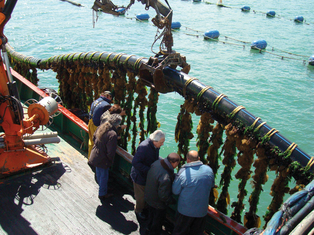 Productos acuicultura, miticultura y pesca: ¿Qué es el sistema Long-Line?