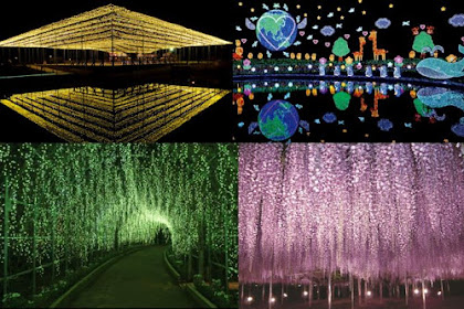 >>New Video #Japan Travel from Tokyo ♪ Ashikaga Flower Park! Largest Winter Illumination Event in Kanto! Famous Wisteria Blooming!   