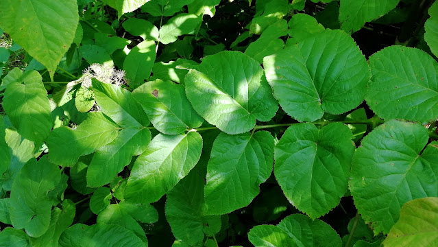 Аралия сердцевидная (Aralia cordata)