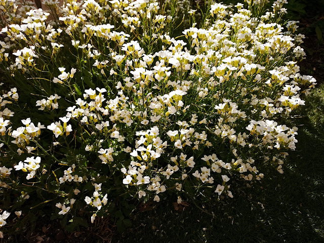 Arabis (Arabis alpina L. subsp. caucasica (Willd.) Briq.).