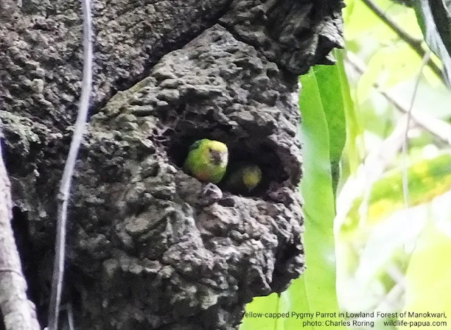 Yellow-capped Pygmy Parrot