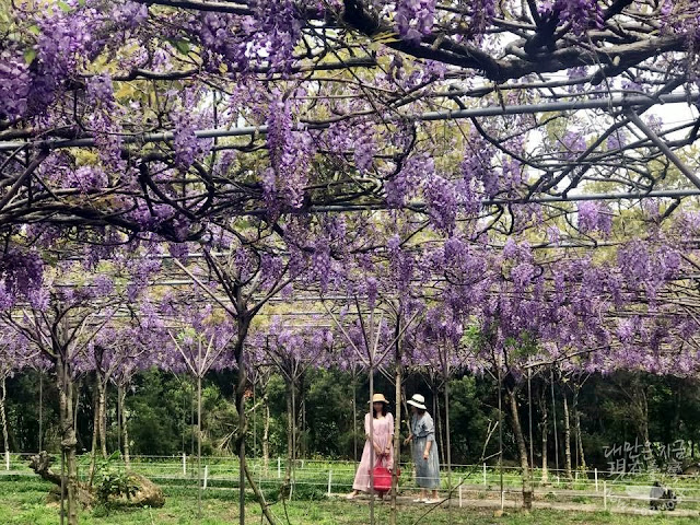 보랏빛 꽃향기가 가득한 '단수이 등나무꽃 카페 가든'(淡水紫藤咖啡園)[레베카 성 촬영] 이하 동일