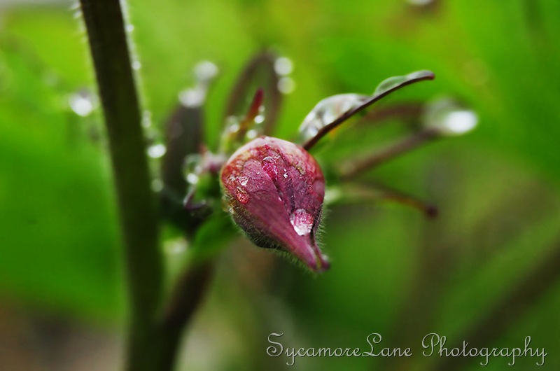 columbine bud