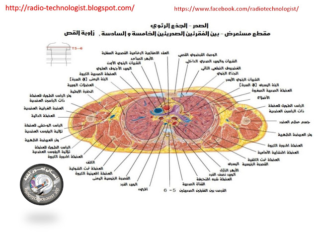 مقطع عرضى بمستوى  الفقرة الخامسة والسادسة  صدرية 