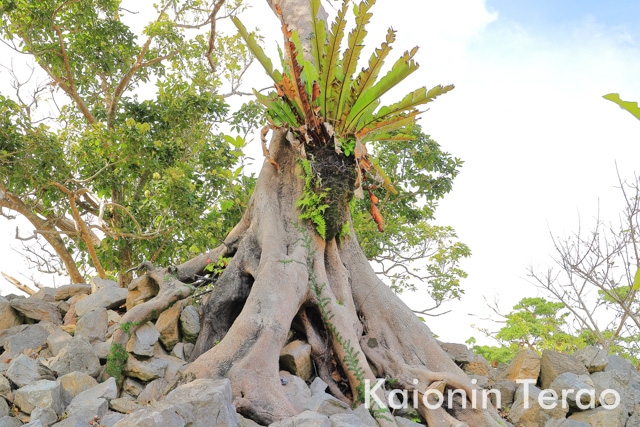 Tree tree 木の木 沖縄県今帰仁村 今帰仁城