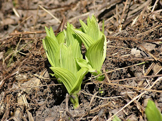 Vérâtre vert - Veratrum viride