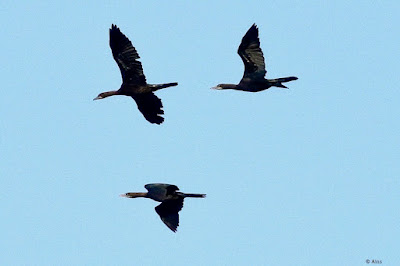 "Great Cormorant, flying above."