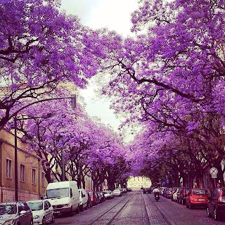 Resultado de imagem para jacarandÃ¡s lisboa