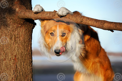 Dog Doing Pull Ups