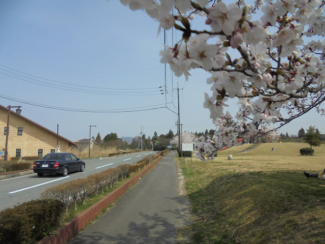 伯耆町総合スポーツ公園のソメイヨシノ桜