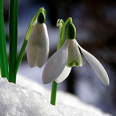Snowdrops