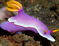 Sea Slugs