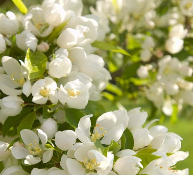 Spring Snow Crabapple Tree Pros and Cons, Care, Problems, Diseases