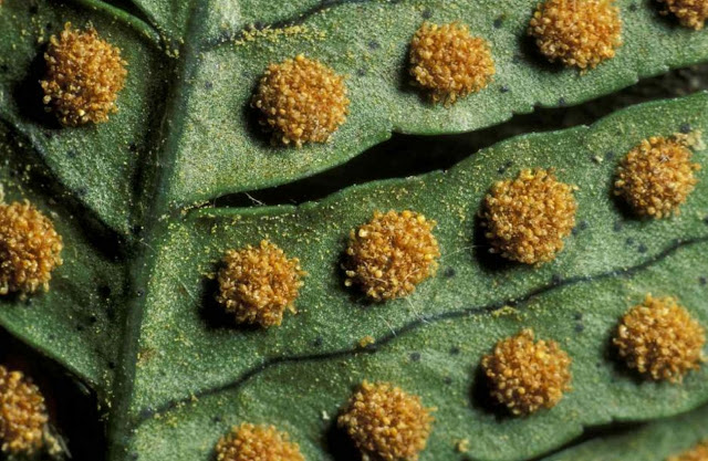 Лист этого папоротника имеет сорусы или точки на плодах, которые содержат скопления спорангиев. Спорангии образуют споры растений.