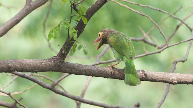 Brown-headed Barbet (बसन्ता) / Psilopogon zeylanicus