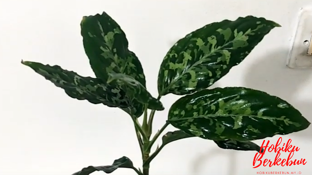 aglaonema pictum tricolor