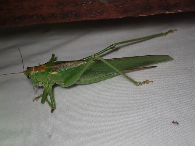 Tettigonia viridissima