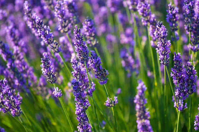 Valensole-Campi di lavanda