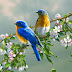 HQ Birds Wide-Screen Wallpapers For PC