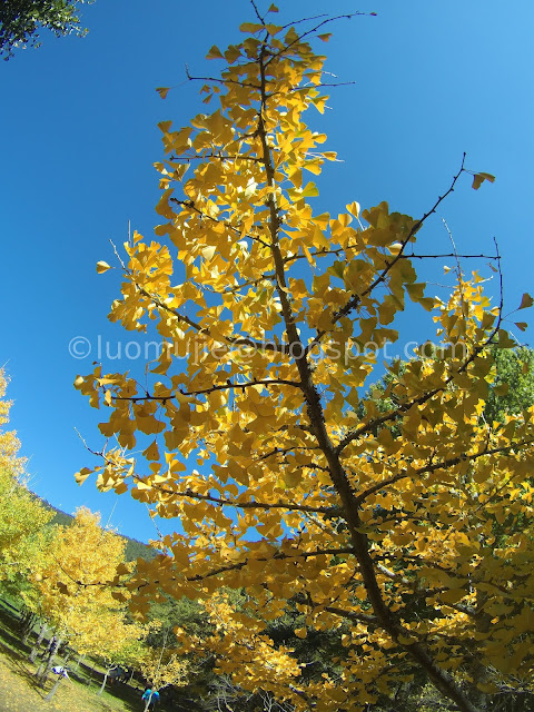 Wuling Farm maple autumn foliage