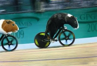 Funny Olympic Animal