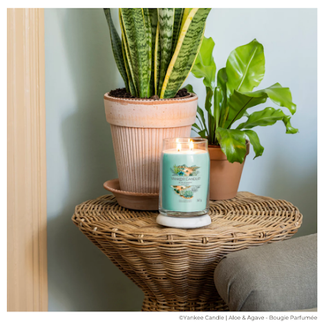 yankee candle aloe agave review, yankee candle aloe agave avis, aloe and agave yankee candle review, bougie printemps, bougie fraiche yankee candle, bougie yankee candle pas cher, bougie yankee candle aloe et agave, bougie parfum frais, bougie aloe vera, bougie pivoine