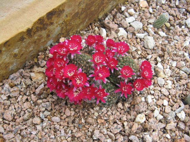 Echinopsis arachnacantha