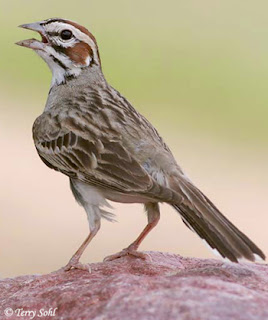 Suara burung lark sparrow