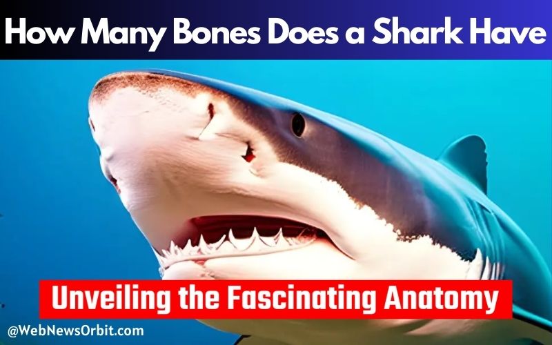 How Many Bones Does a Shark Have_ Unveiling the Fascinating Anatomy 1 - Web News Orbit