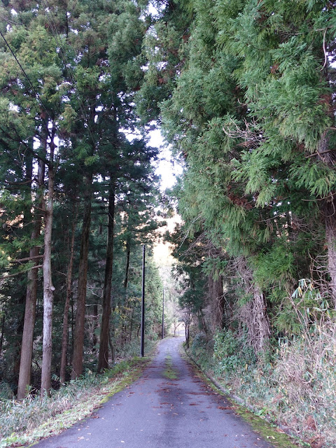 マウンテンストリームきしもとに向かいます　入口の杉森