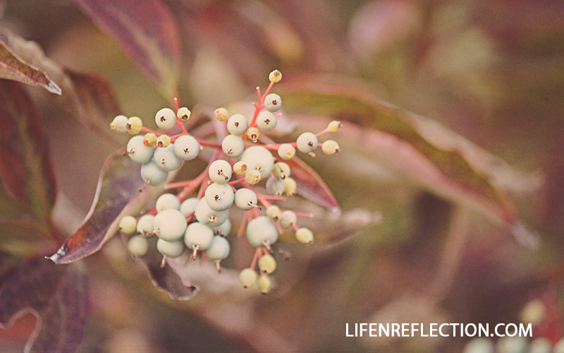 Jingle Bell Berries Photo by @lifenreflection