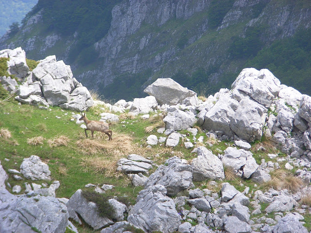 Camoscio nei pressi di Passo Cavuto