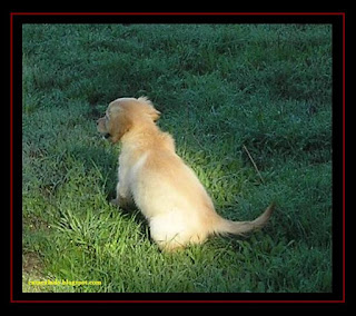 cachorro golden retriever