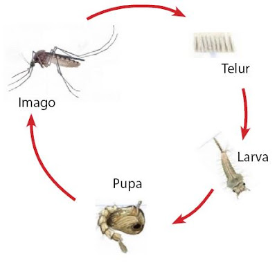 Metamorfosis tepat ialah proses pertumbuhan pada binatang yg terjadi dengan adanya peru Metamorfosis Sempurna (Maknakel Komplit)