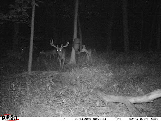 trail camera with deer bait at hidden hollow whitetail ranch