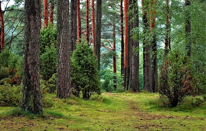 Adopsi Hutan, Melestarikan Hutan Bukan Lagi Wacana tapi Langkah Nyata