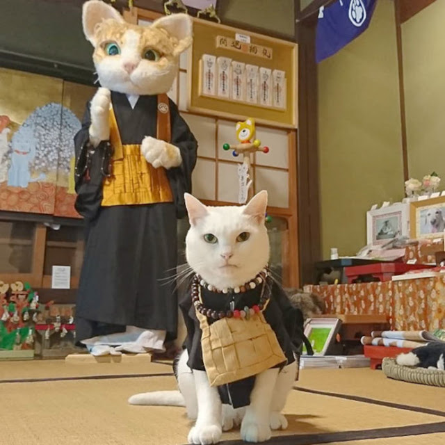 Ada Kuil Kucing Di Jepang Dan Para Biksu Adalah Yang Terlucu