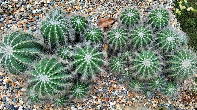 interesting colorful cactus at Changi Airport Terminal 1 Cactus Garden