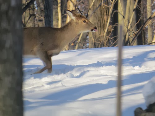 deer in snow