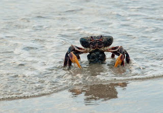 crab negru