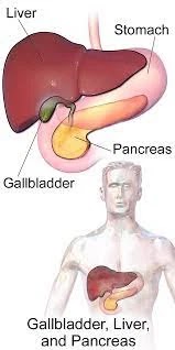 gallstones symptoms. The shape and position of the gallbladder in the body