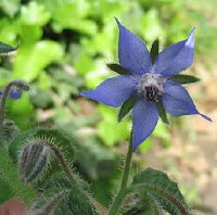 Bourrache-Borago officinalis