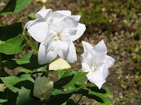 八重の白キキョウの花。