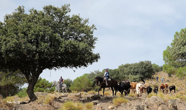 Toros Francisco Porcel, Jérez del Marquesado