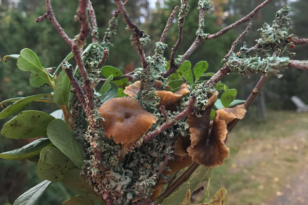 Metsäinen asetelma suppilovahveroista.