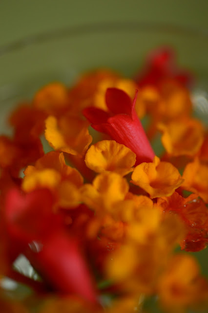 Monday vase meme, lantana, russelia, russelia equisetiformis, small sunny garden, amy myers photography, desert garden