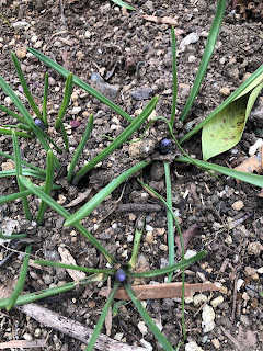 House Of Pottery Pottery Garden In February 2月の庭 House Of Pottery Pottery Garden In February 2月の庭